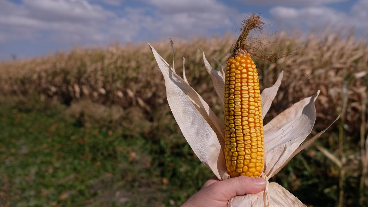 "Her geçen gün kendimizi bitiriyoruz"