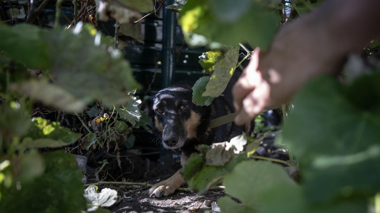 "Hayvanların da kurtarılması önemli"