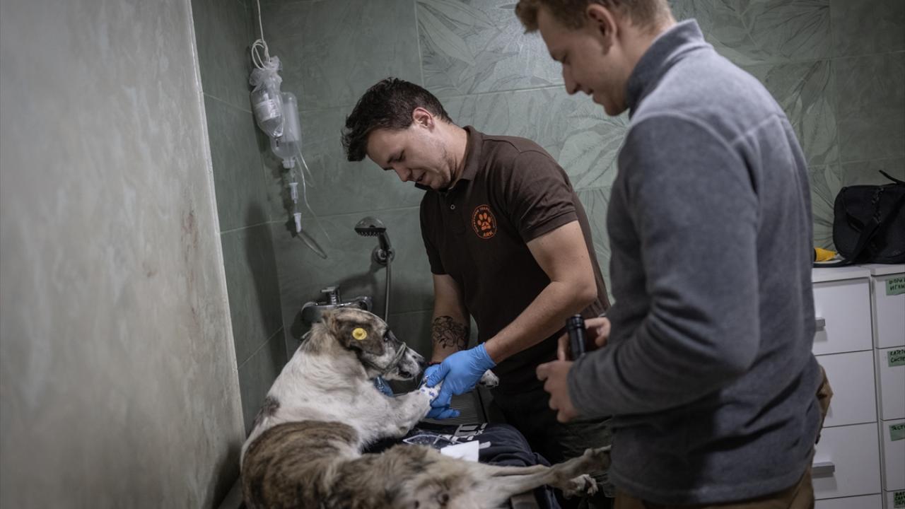 "Bazı köpekler sokağa bile çıkmaktan korkuyor"