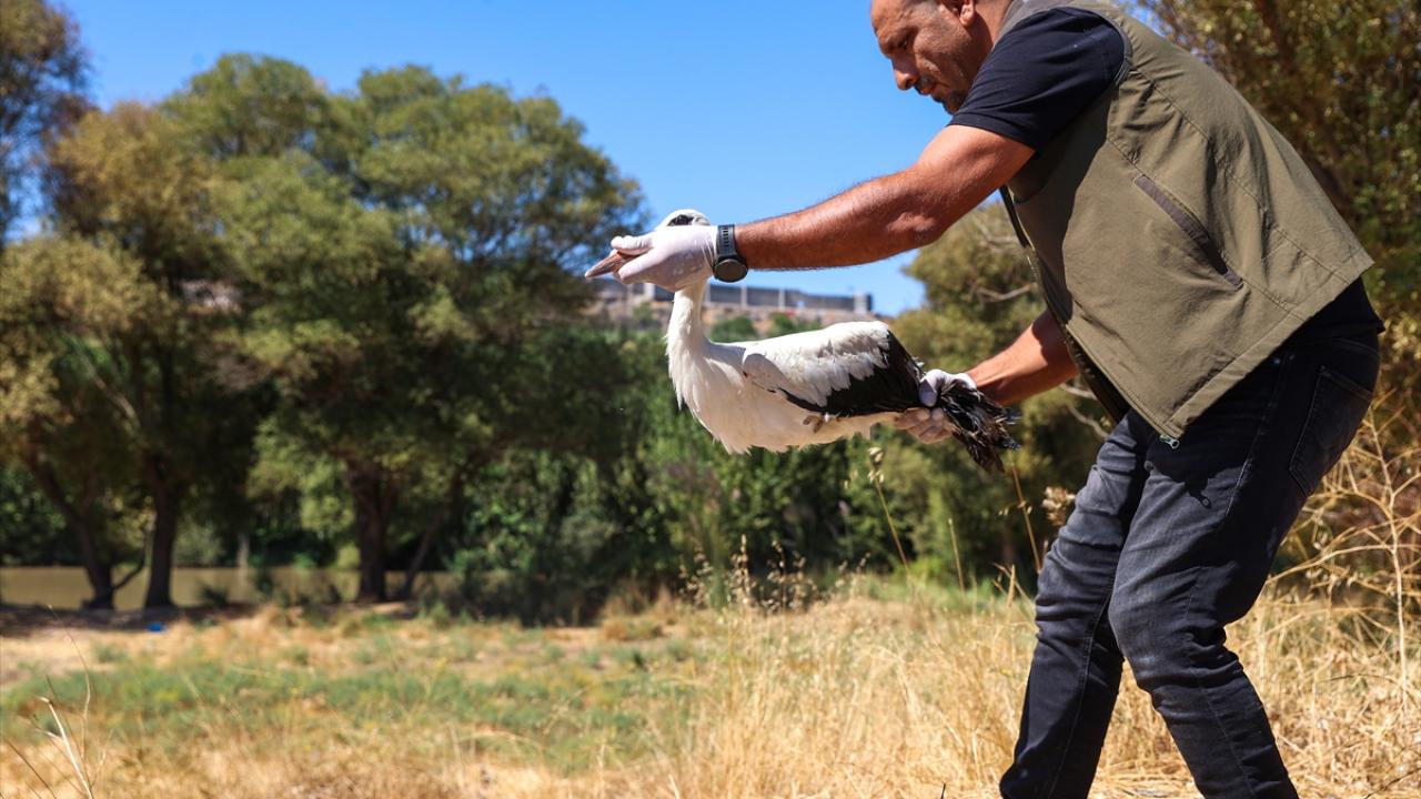 "Yavrular, güneşe maruz kalarak zayıf düşüyor"