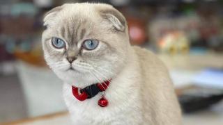 Esenyurt'ta silahlı kedi kavgası; yoldan geçen kurye vuruldu