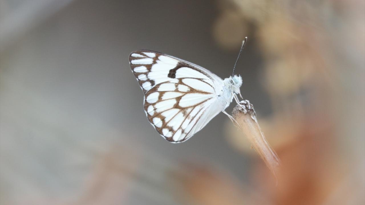 "Bu yıl 2016`dakinden daha yoğun kelebek gözlemleniyor"