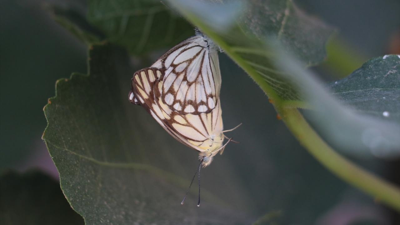 "Fotoğraflayıp arşivlerinde bulundurmak istiyorlar"