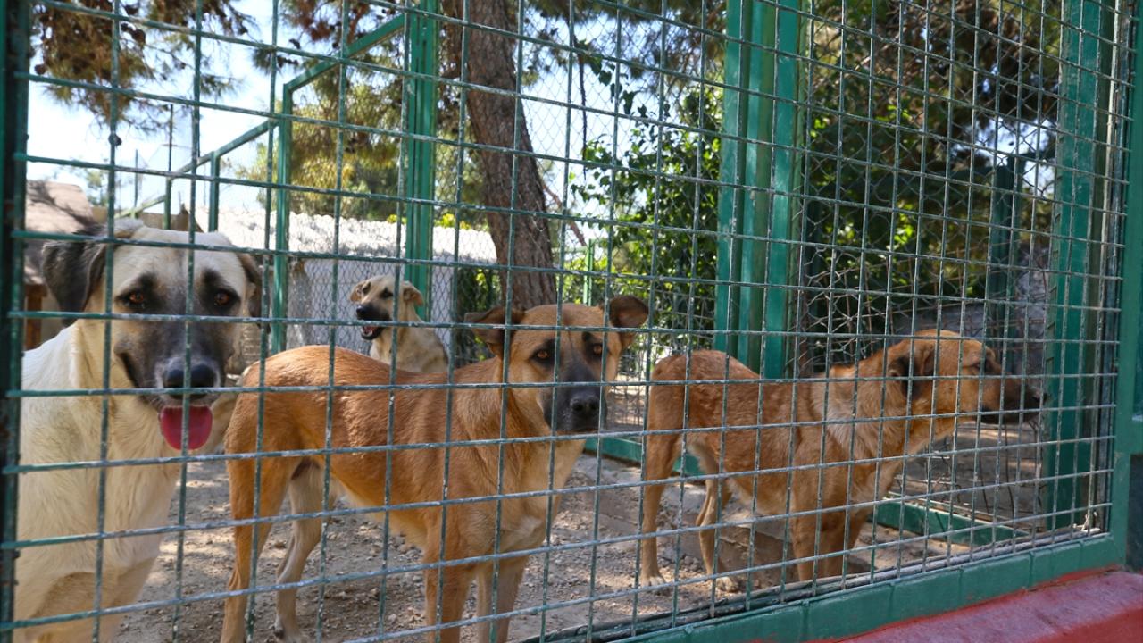 "Kuduz önlenebilir bir hastalıktır"