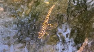 Siirt'te Anadolu benekli semenderi görüntülendi