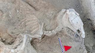 Çavuştepe Kalesi'nde çenesinde bronz gem olan at iskeleti bulundu