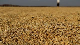 Karacadağ'ın eteğinde volkanik arazide pirinç hasadı