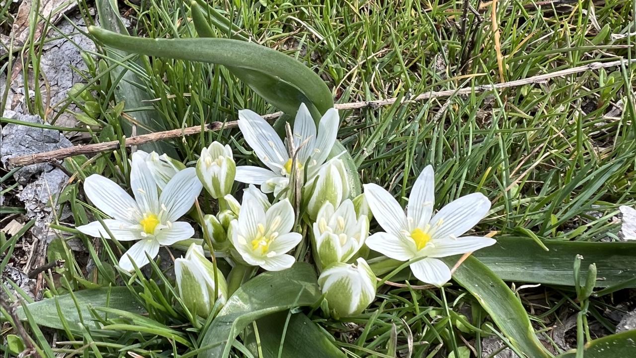 "Projede 31 familyaya ait 84 kuş türü tespit edildi"