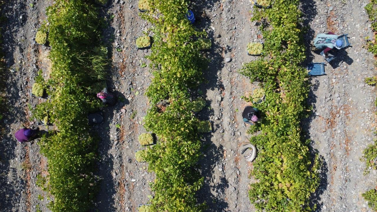  Elazığ üzüm üretiminde 8. sırada