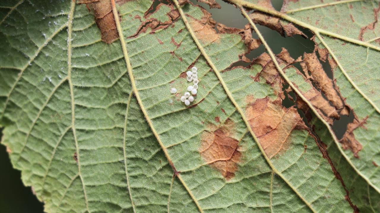 Kahverengi kokarca evlere de giriyor
