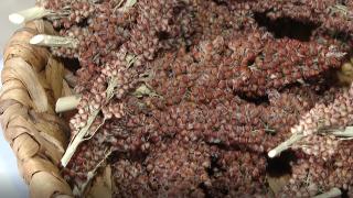 Tarım ve Orman Bakanlığı ile BM Gıda ve Tarım Örgütü etkinlik düzenledi