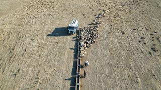 Van'da susuzluktan bitkin düşen koyunlara can suyu