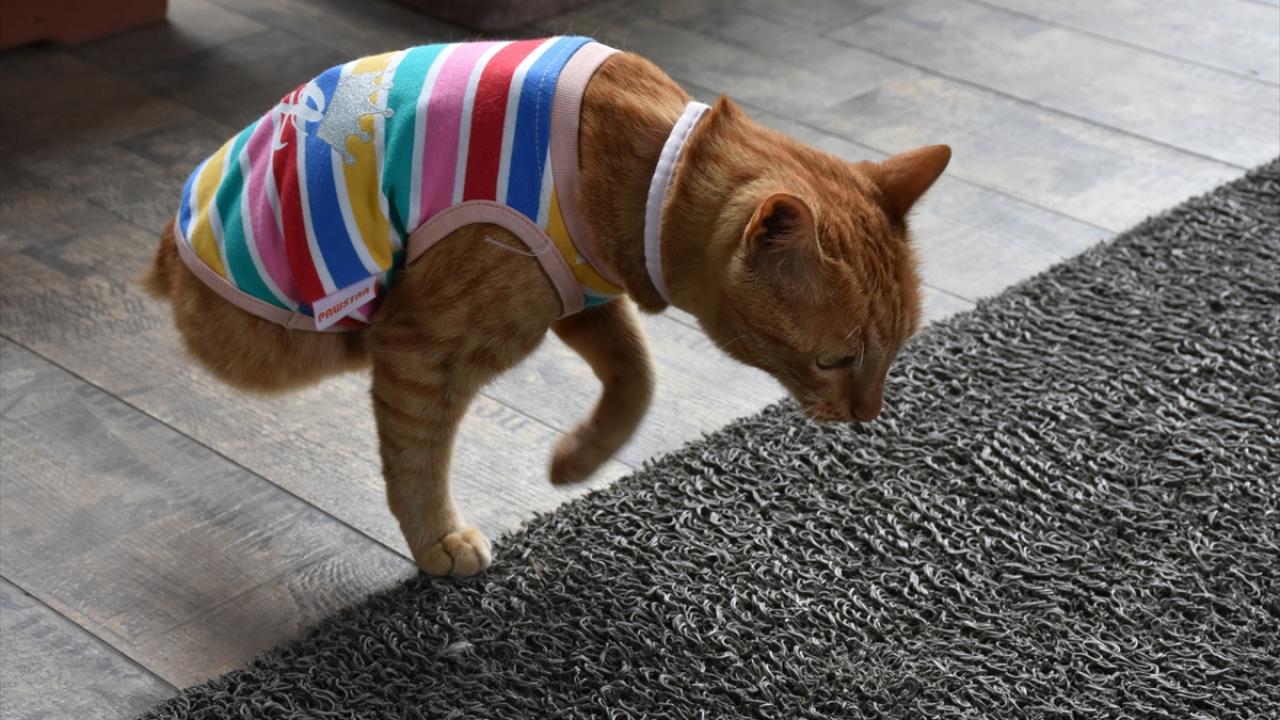 "Sahiplenirken iyice düşünülüp karar verilmeli"