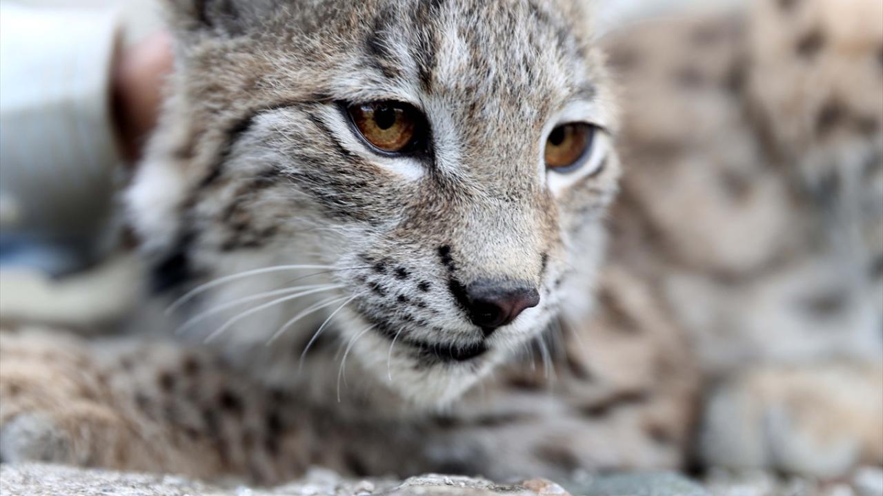 Cep telefonu kamerasıyla kaydettiler