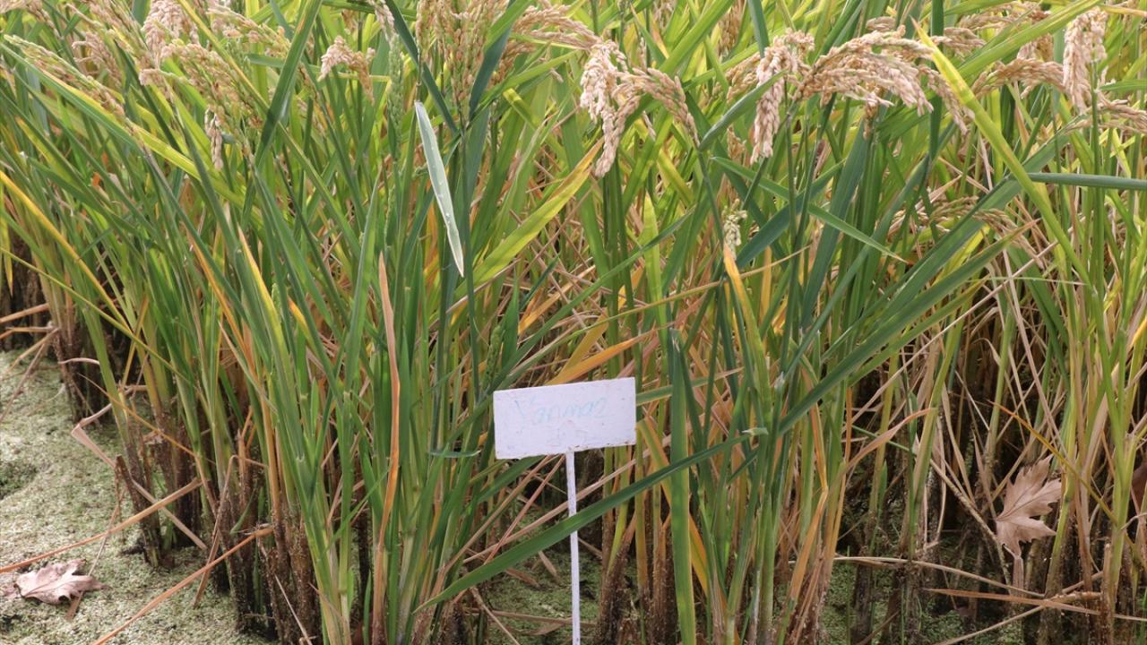 "Bir çeşidin gelişmesi 10-12 yılı bulabiliyor"