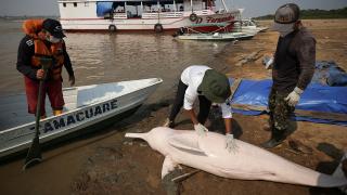 Amazon'da kuraklık: 140'tan fazla yunus ölü bulundu