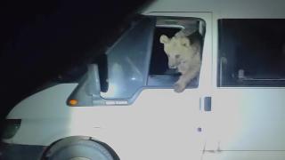 Aç kalan ayılar minibüsün içine girerek yiyecek aradı