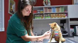 Trabzonlu veteriner hekim tedavi ederek hayata bağladığı kediyi sahiplendi