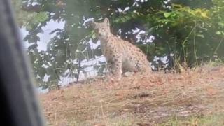 Nesli tükenme tehlikesi altında olan vaşak görüntülendi