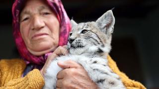 Köylülerin bulduğu vaşak yavrusu koruma altına alındı