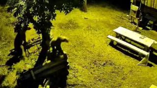 Armut ağacına çıkan ayılar kameraya yansıdı