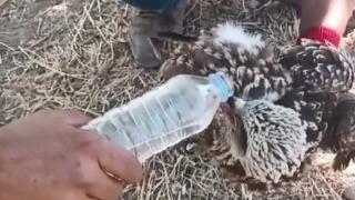 Göç sırasında yorgun düşen kara çaylak kuşuna su içirdiler