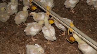 Yerli tavuk ile dışa bağımlılık sona erdi