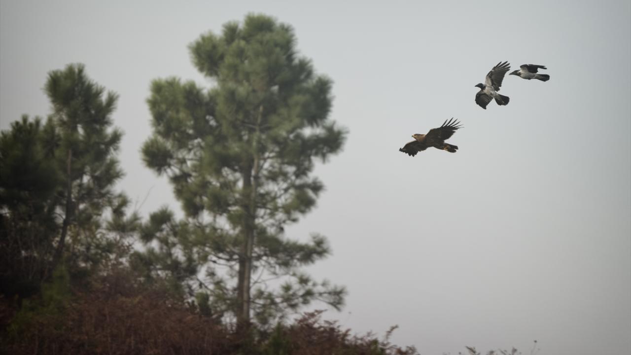 Bu türler arasında Büyük Orman Kartalı da yer alıyor.
