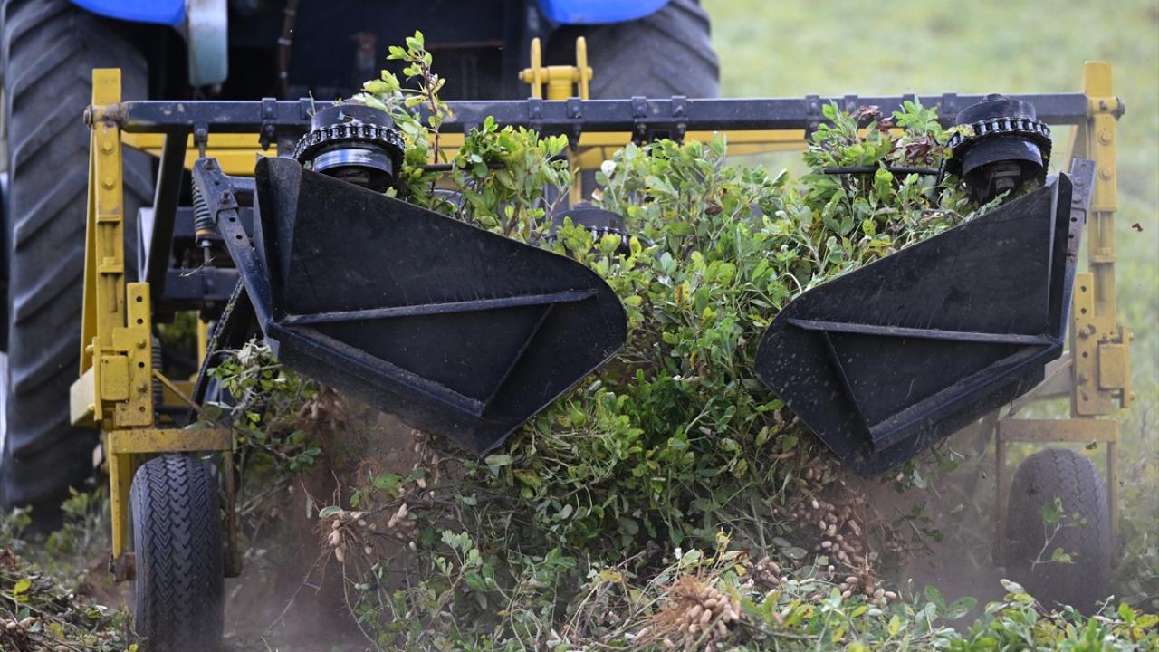 "Alibey`den" adıyla satılıyor