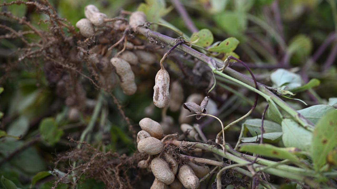 Ekim alanı artıyor