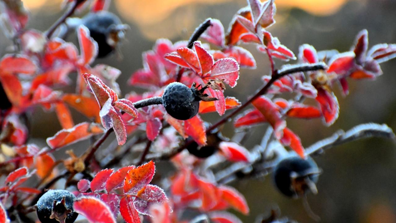 Kars ve Ardahan'da bitkiler kırağıyla kaplandı, araç camları buz tuttu