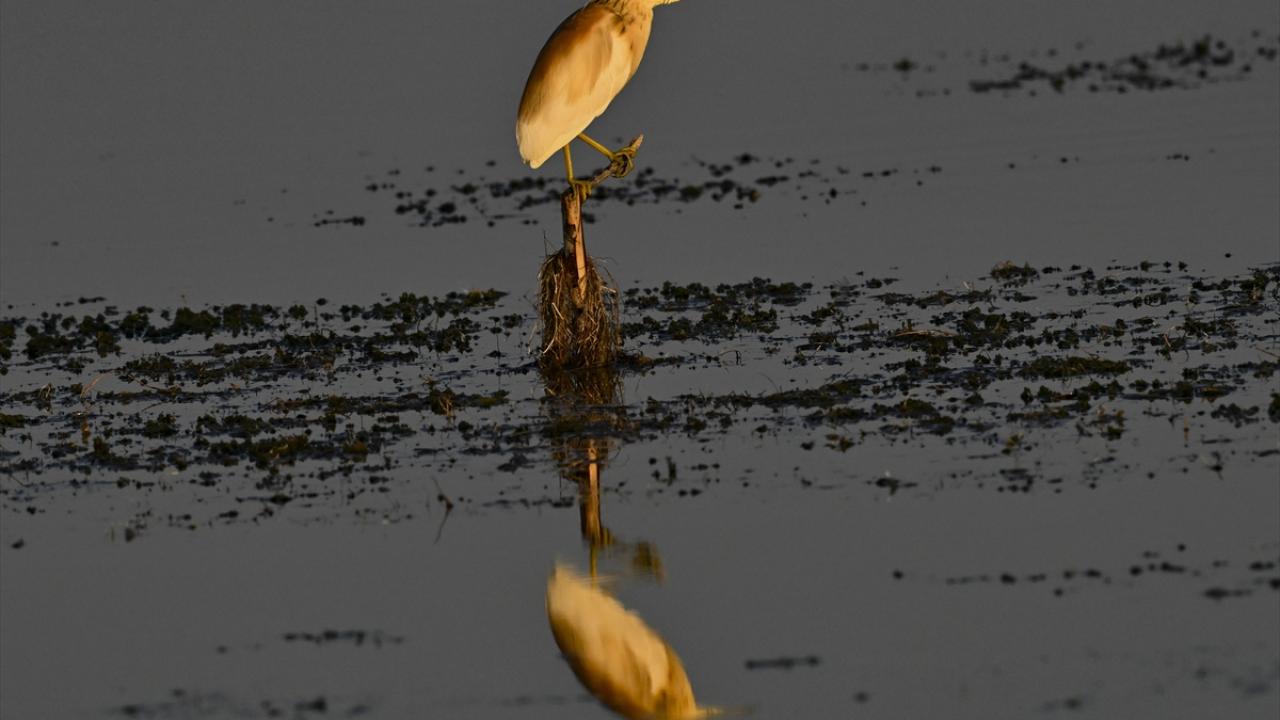 Alaca Balıkçıl kuşu