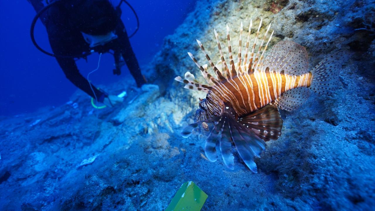 "Aslan balığı popülasyonu iki yılda çok arttı"