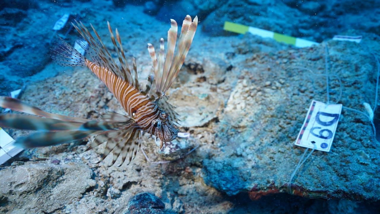 "Robotlarla aslan balıkları arasında geceleyin mücadele oluyor"