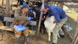Isparta’da küçükbaş hayvanlar aşılanıyor