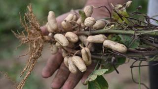 Ata tohumundan yetiştirilen "Meriç yer fıstığı"nın hasadı başladı