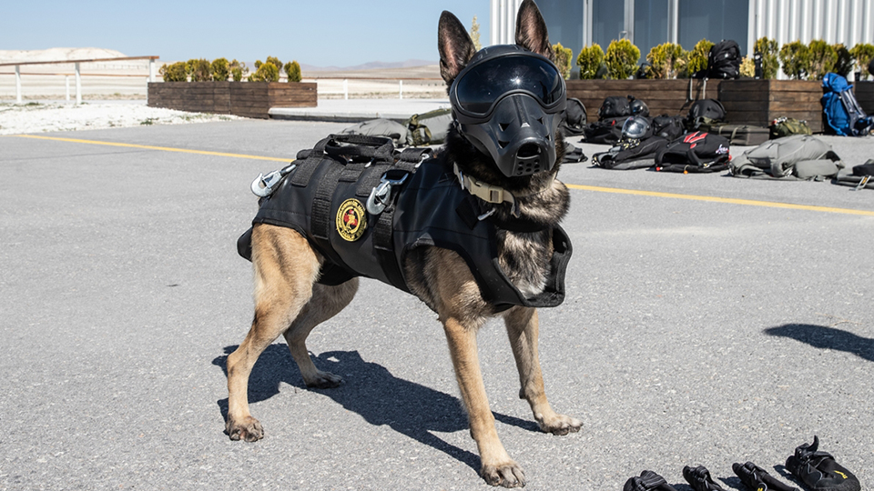 "Köpekler görev kriterlerine göre seçilmektedir"