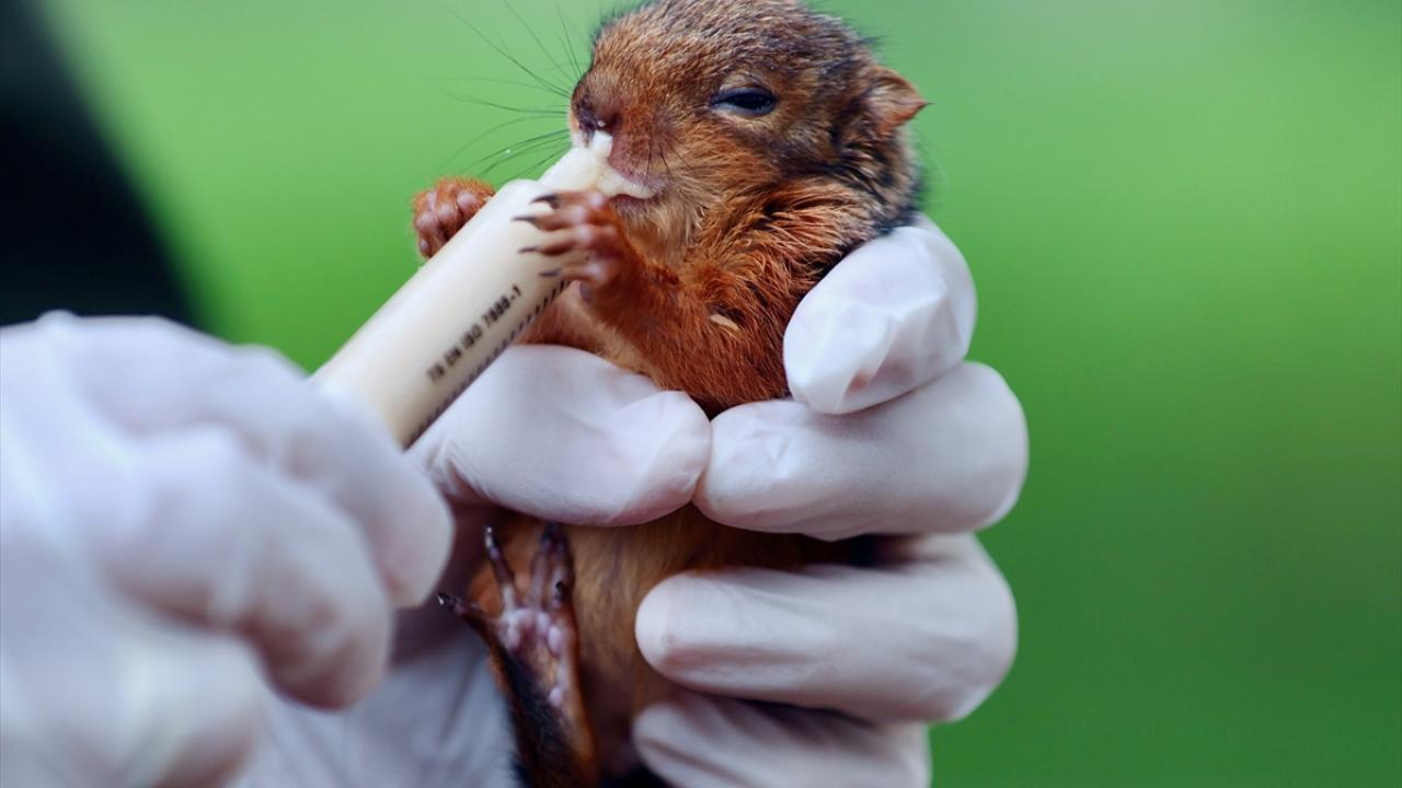 "İlk gözlemimizde çok aç ve halsiz olduklarını tespit ettik"