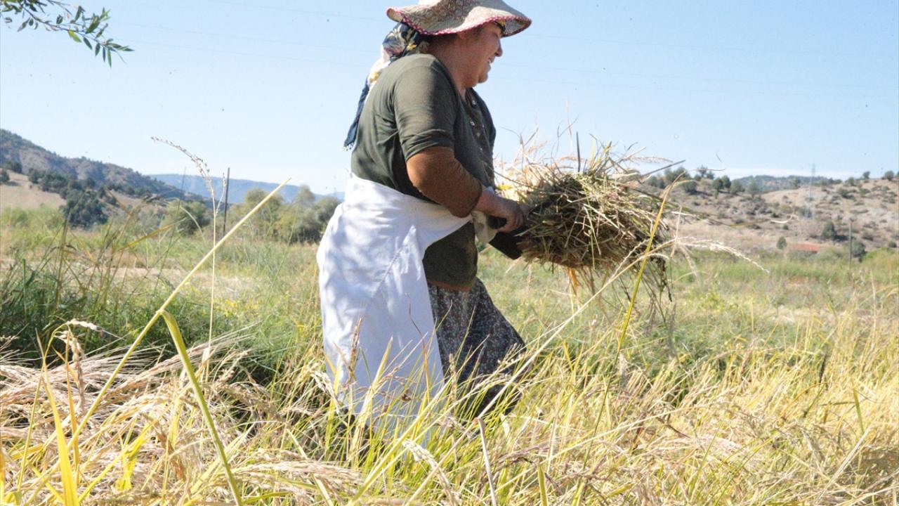 "Bu pirinçten bir bardak pişirdiğin zaman bir tencere oluyor"