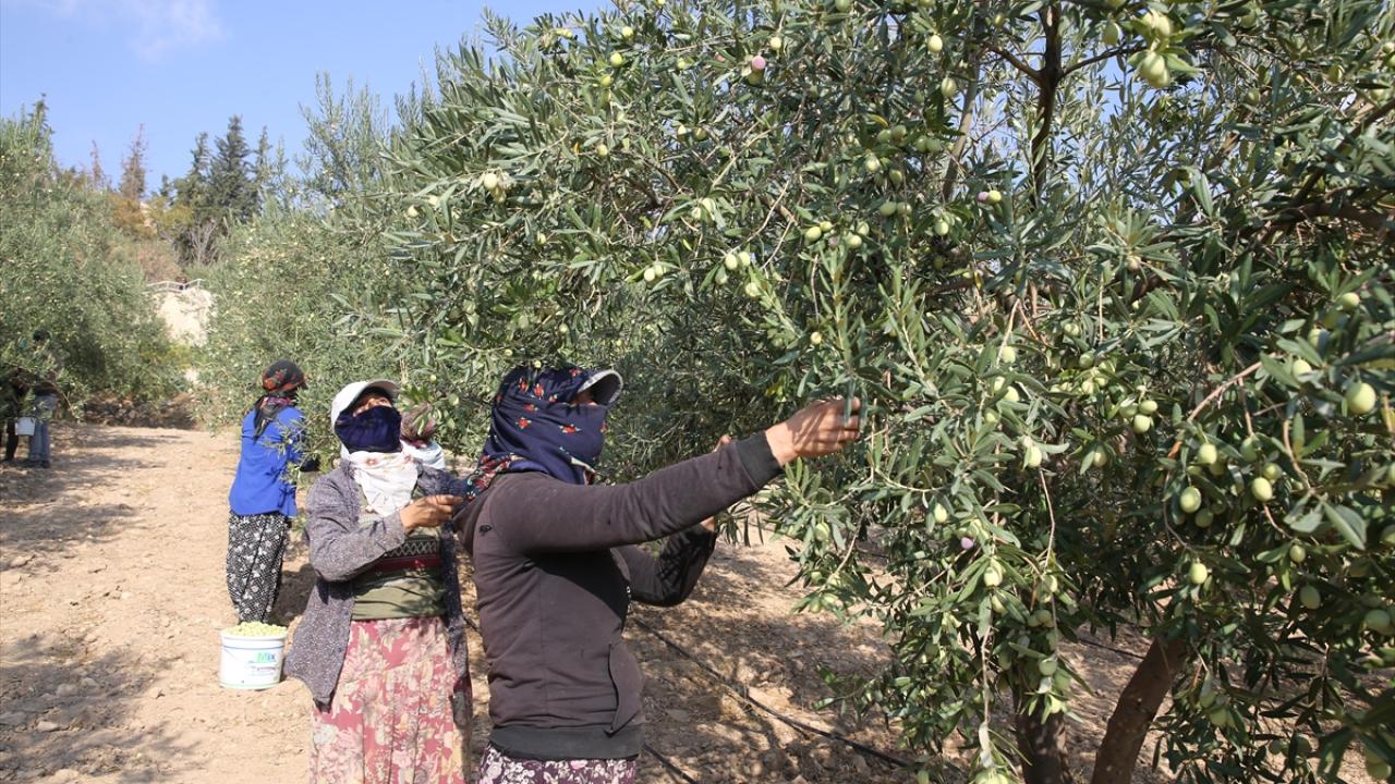 "Önümüzdeki yıl bahçede alanın 100 dönüm daha artırılması hedefleniyor"