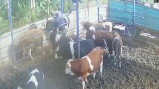 Dananın boynuz darbesiyle havaya fırladı