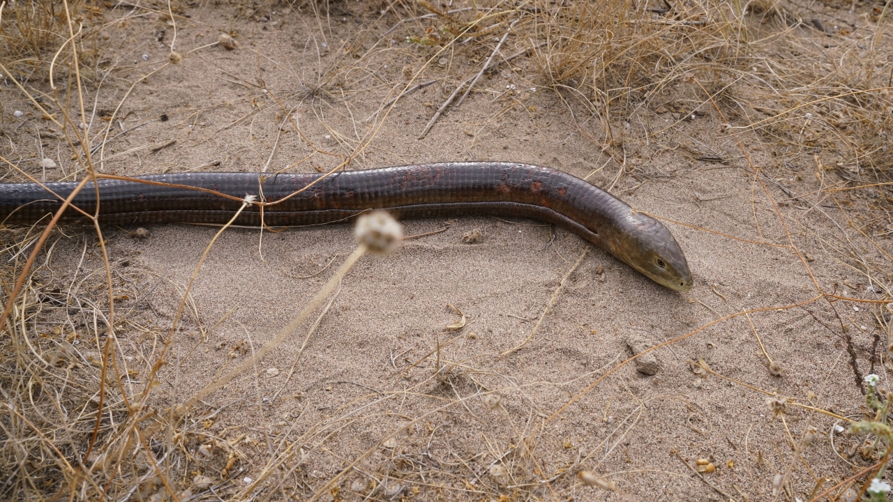 Fotoğraf: Ali Çilesizoğlu