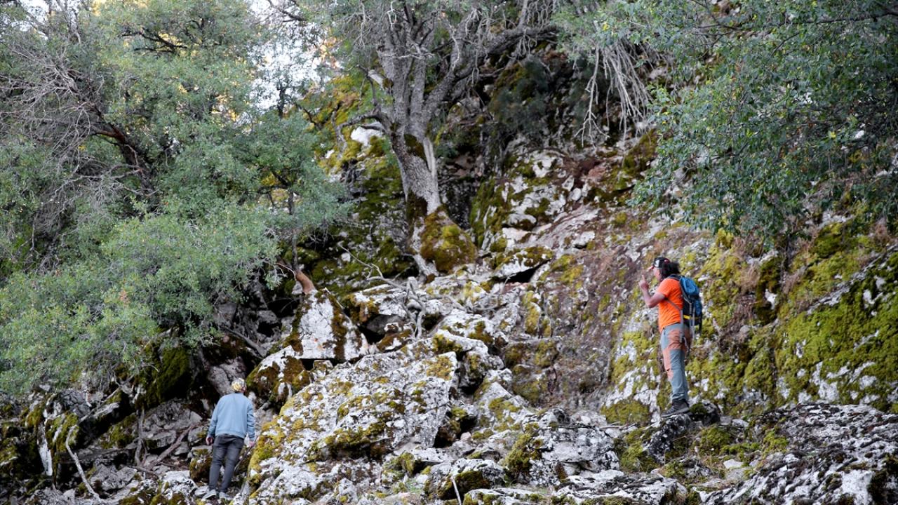 "Sarkıt ve dikitler görsel şölen sergiliyor"