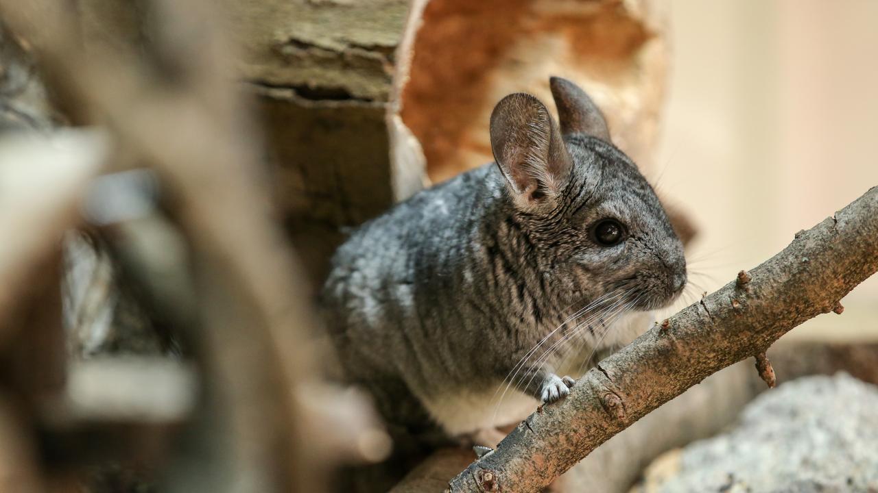 Kırmızı kuyruklu boa yılanı ve çinçilla