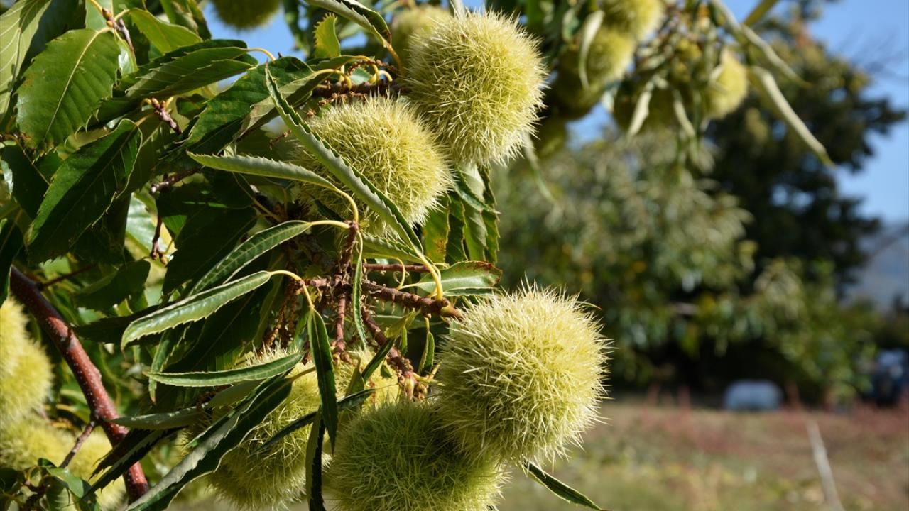 750 ton kestane rekoltesi bekleniyor