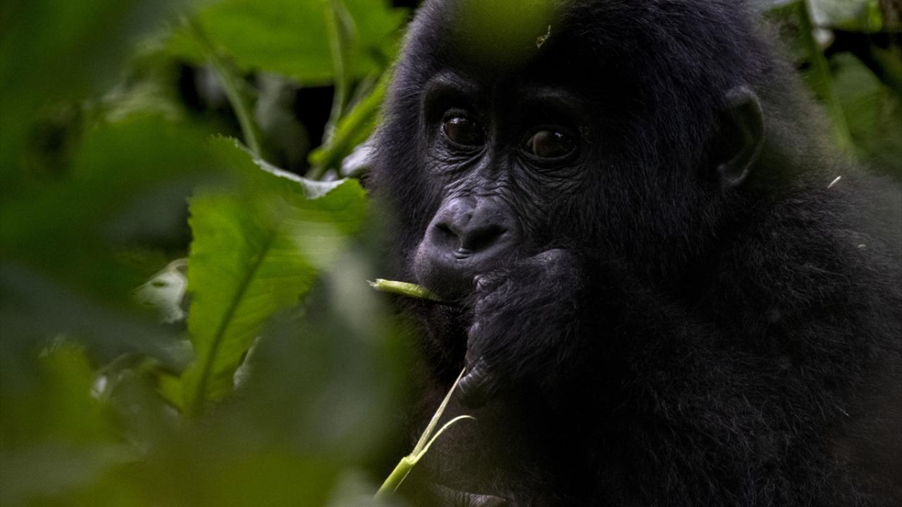 Yavrularını 5 yaşına kadar sırtında taşıyor