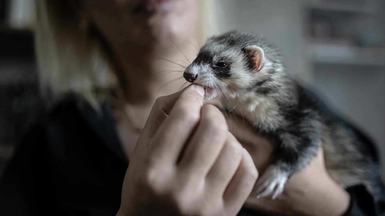 "Jojo`nun bakımı kedi ve köpekten çok daha kolay"