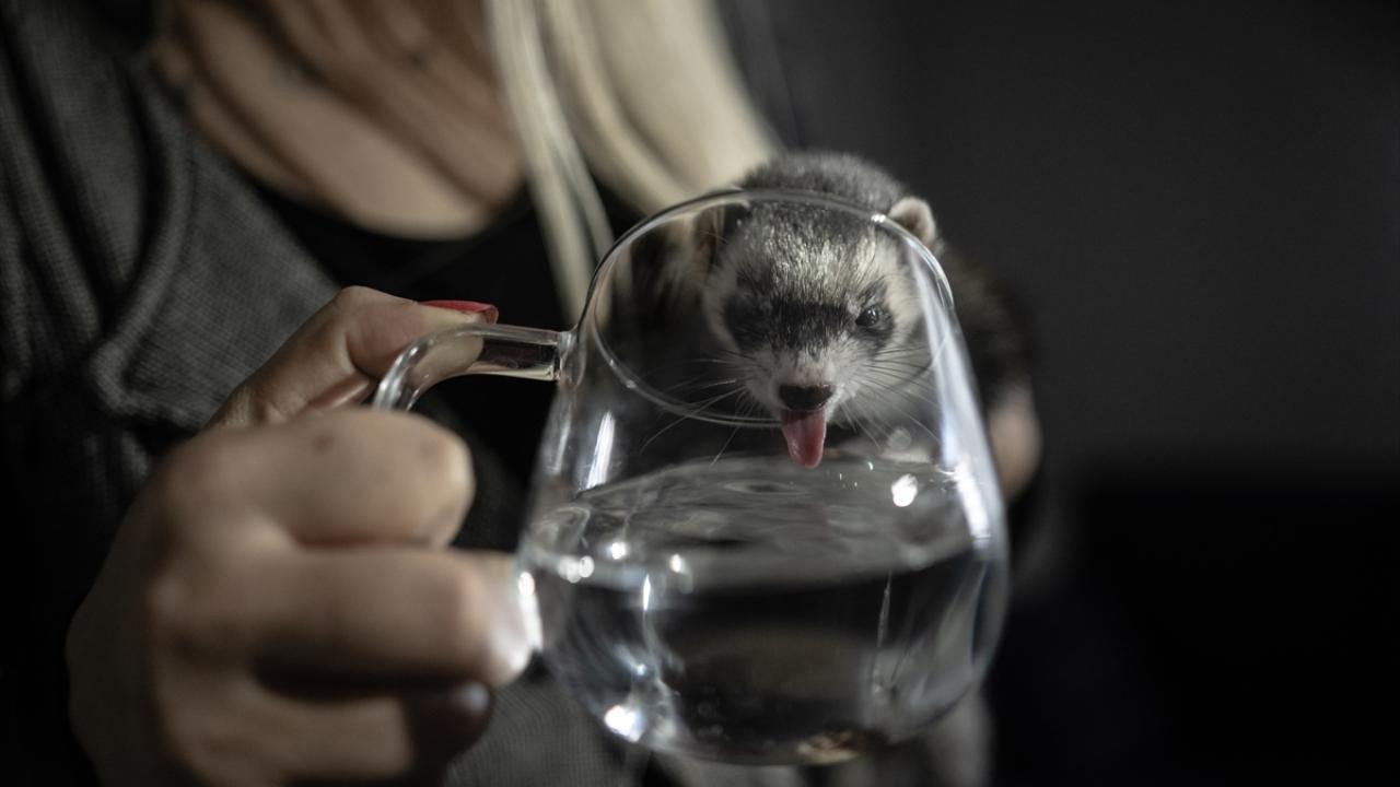 "Jojo, çok oyuncu, yaramaz ve sosyal"