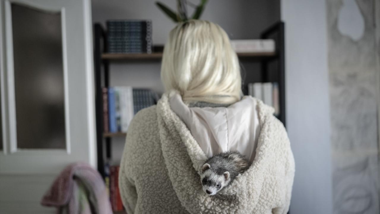 Gelinciğin evde beslenmesinin yasal olduğu bilinmiyor