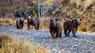 Nemrut'ta düğün çekimine ayılar dahil oldu: O anlar kamerada